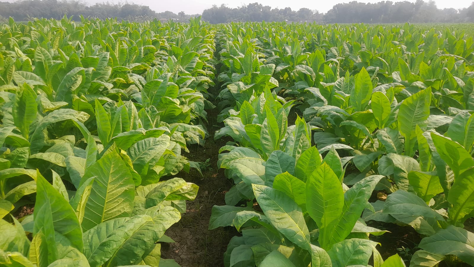 BENGAL LEAF TOBACCO INDUSTRIES